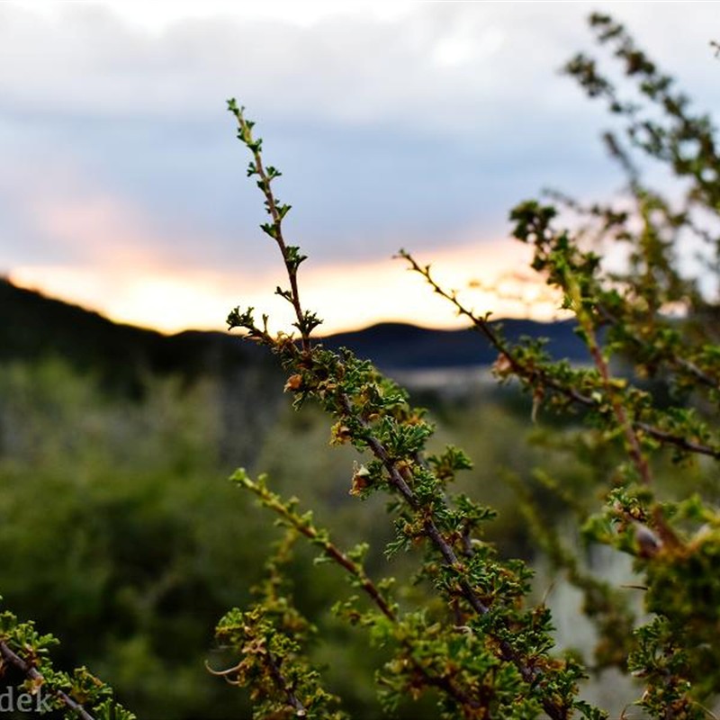 Portrait of Kai Moreno